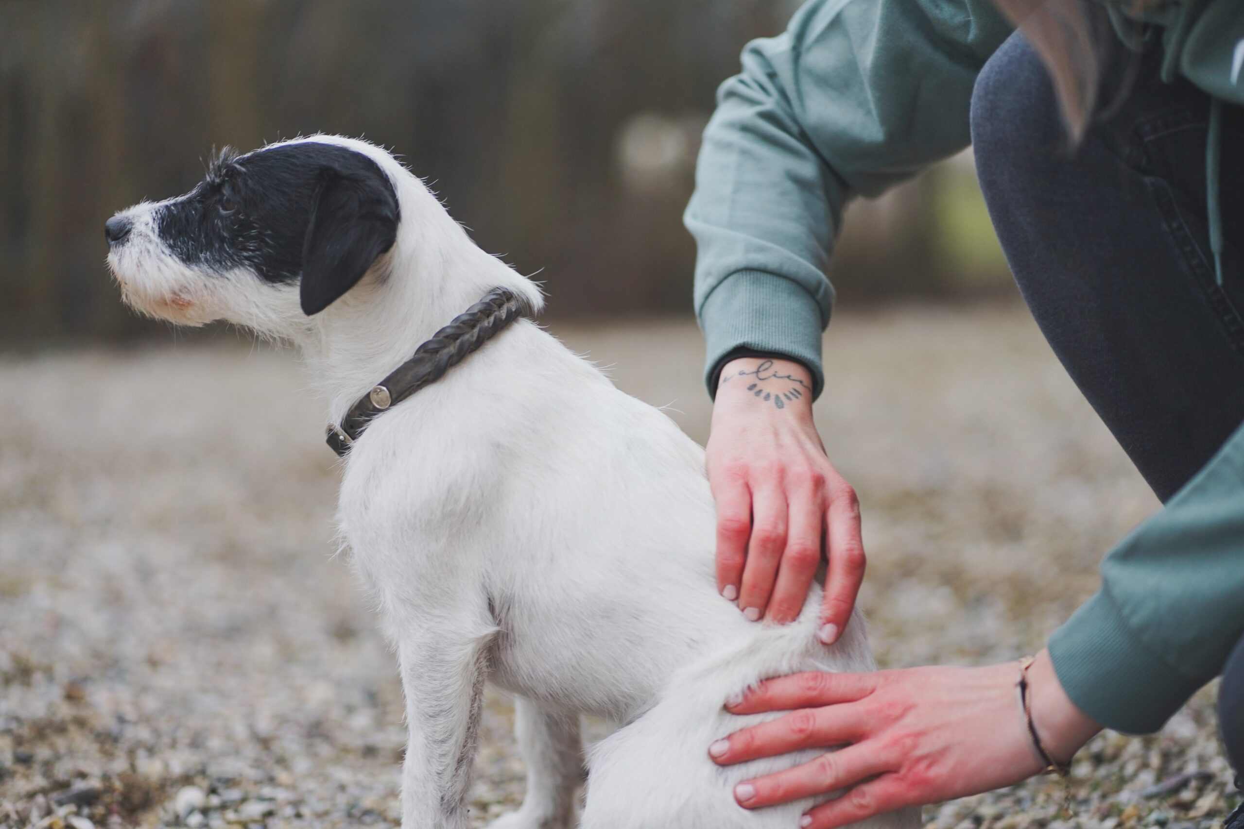 vetphysioteam-haberl-und-kerscher-hundephysiotherapie vetphysioteam-haberl-und-kerscher-hundephysiotherapie