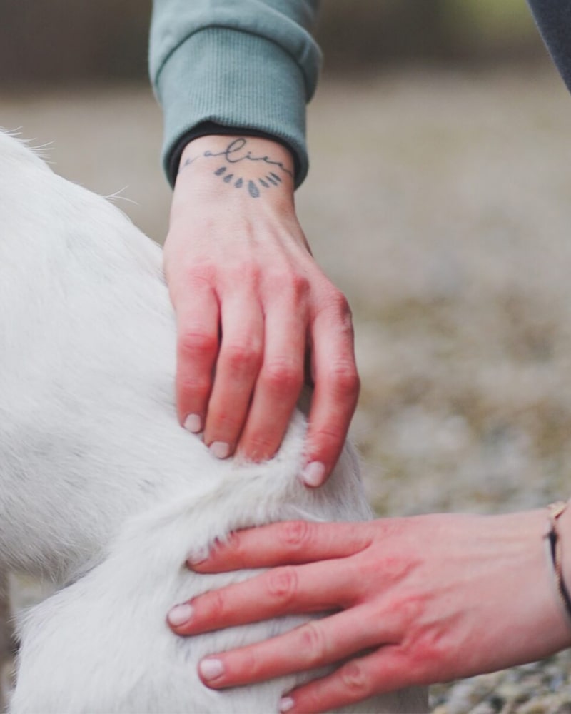 Vet-physio-Patricia-Kerscher-Nadine-Haberl-Tierphysiotherapeutin-Physiotherapie-Hund-1a-min
