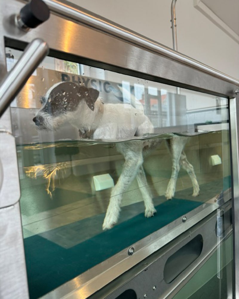 Vet-physio-Patricia-Kerscher-Nadine-Haberl-Tierphysiotherapeutin-Physiotherapie-Hund-Aquatrainer-3-min
